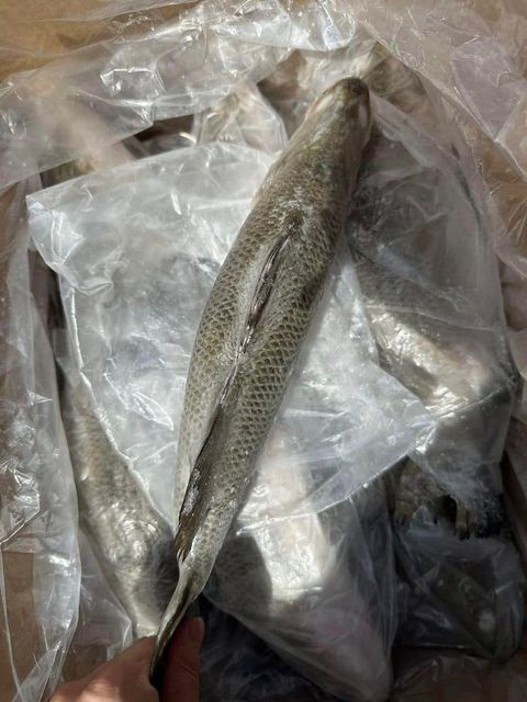 Frozen Sea Bass Fish Restaurant Choice Fillet Rich In Natural Protein Smooth Texture And Clean White Meat - Image 1