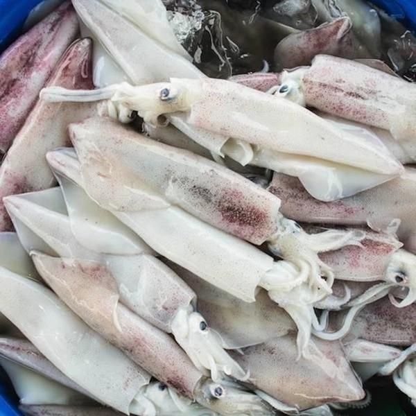 FROZEN SQUID INDONESIA Vessel Frozen - Image 1