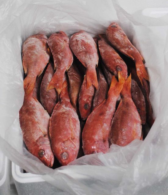 Frozen Whole Red Snapper Fish IQF Process Vacuum Pack ISO Certified 24 Months Shelf Life 300-400g Low Rate - Image 3