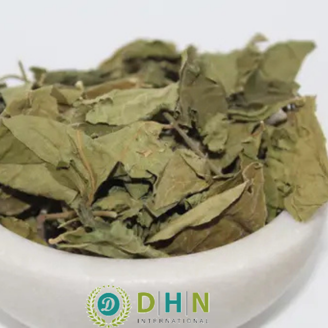 Gymnema Seeds Leaves Extract Type Leaves Shelf Life 12 Max. Moisture (%) - Image 1