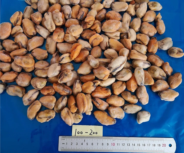 Hot Sale Chinese Seafood Boiled Frozen Mussel Meat with shell or half shell or without shell - Image 5