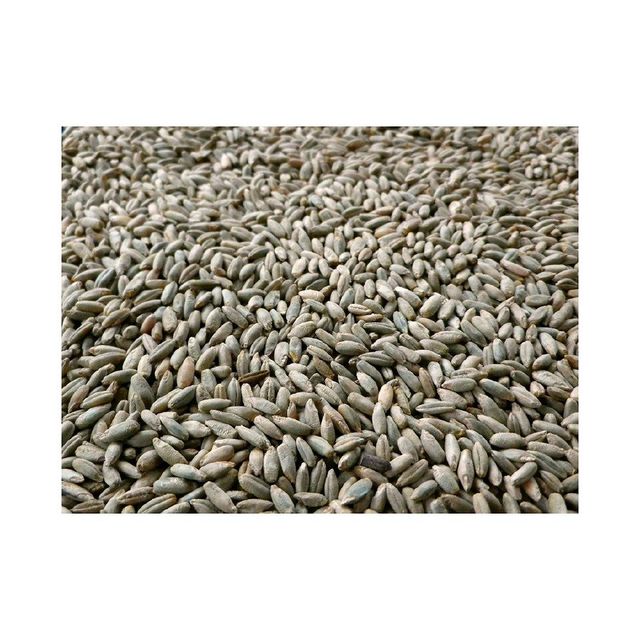 Rye grain wholesale bulk available at low competitive rates - Image 1