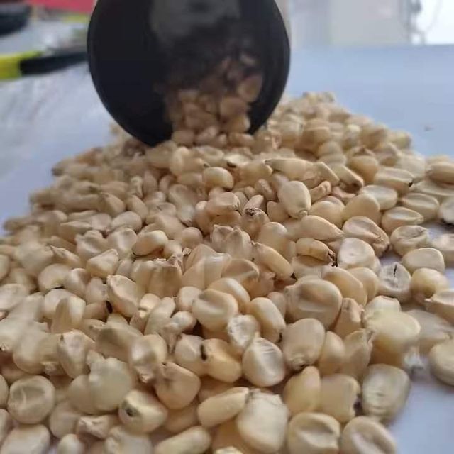 Dried Grade 2 Yellow Maize/Corn, Non-GMO, Fit for Human Consumption and Animal Feed - Image 2