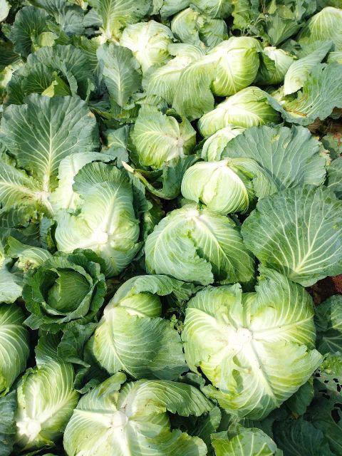 Cabbage - Image 3