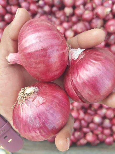 premium export quality fresh onions - Image 3
