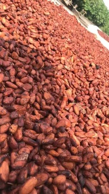 Coffee, Cocoa,maize, beans - Image 4