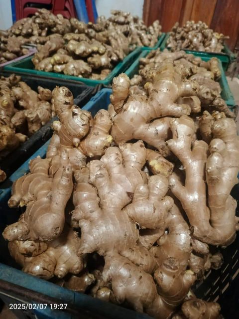 Ginger Fresh Organic - Image 2