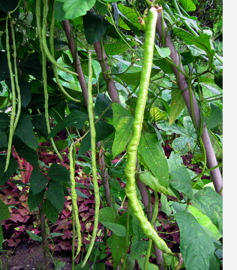 Long Bean Grade A Quality Fresh harvested Place of Origin Malaysia Purity 100% Natural, No Preservatives Harvest Method Farm-fresh & Handpicked - Image 3