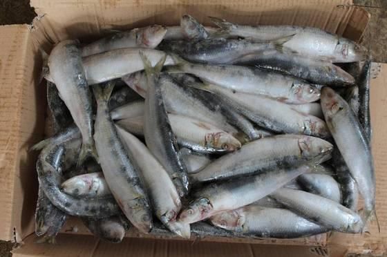Frozen Sardine / Fresh Sardine Type Fish Flavor Rich Texture Fresh Appearance Frozen Fish Omega 3 Fatty Acid Content High - Image 5