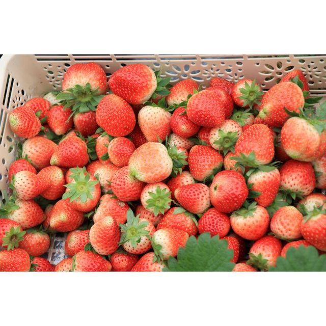 High Quality Fresh Strawberry Big Size Tasting Wholesale Clean Sweet Strawberry - Image 6