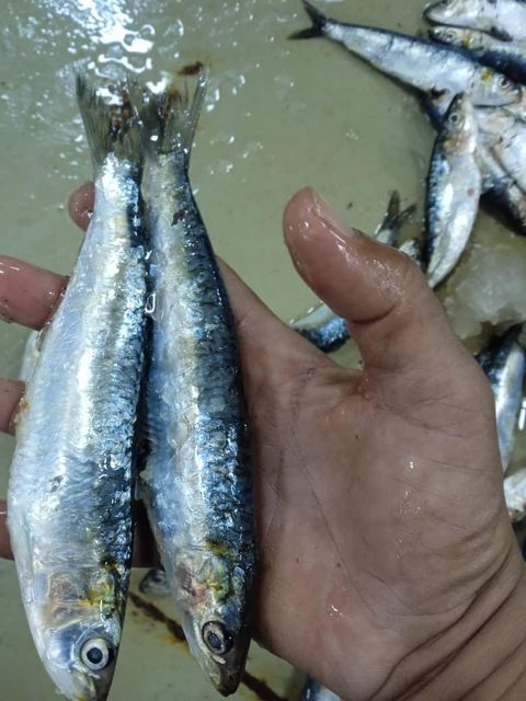 Animale Sardine – Bait Sardine - Image 3