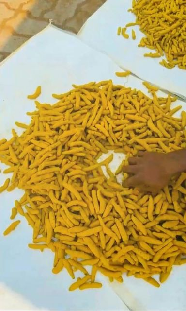 Turmeric – product photo 3, product detail gallery