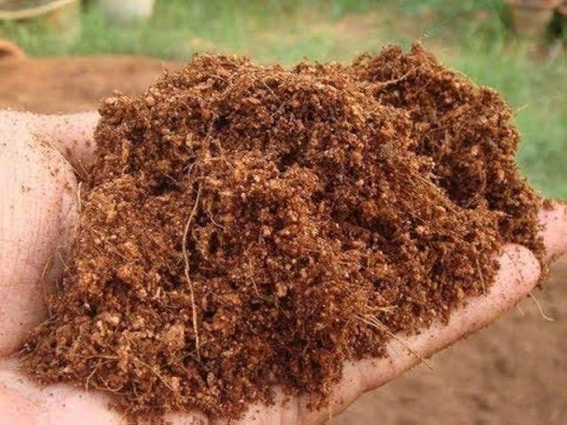 Reliable supplier of peat moss bulk quantities for export markets Peat moss available at discount bulk price - Image 4