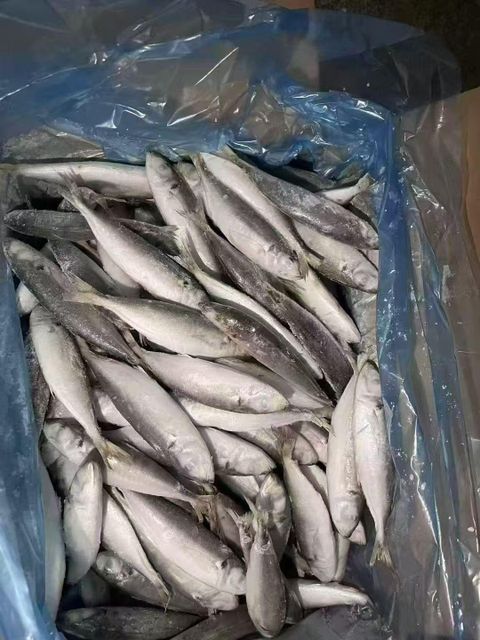 New batch of frozen Pacific mackerel (Japanese mackerel) for export in 2025, quick-frozen Pacific mackerel, land-frozen Pacific mackerel, whole frozen mackerel from China. - Image 4