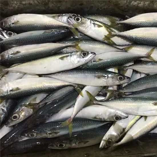 New Land Fish Pacific Mackerel (25cm+) Gw 10kgs Nw 9.5kgs Model NO. M Style Whole Origin China Processing Bqf Packing Way - Image 5