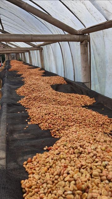 Green Beans Coffee robusta Organic No Decaffeinated No Bean Type Robusta Degree of Processing Raw - Image 4