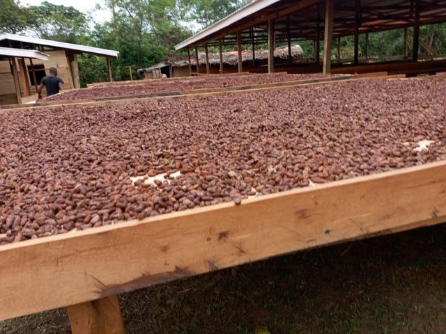 Premium Cocoa Beans – Kisangani Region (Tshopo Province) – product photo 3, product detail gallery
