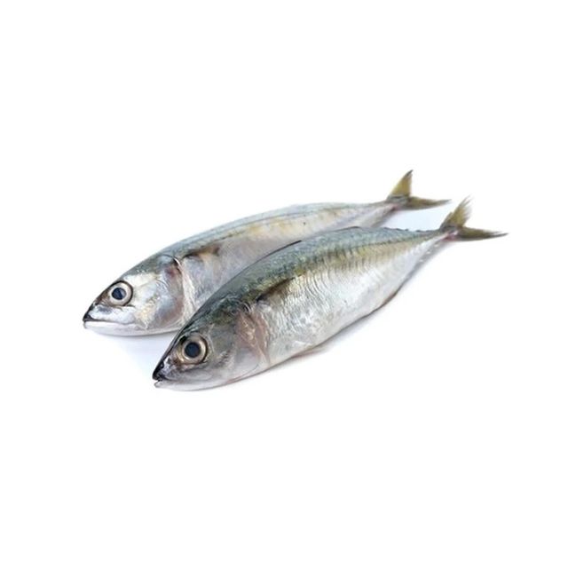 Frozen Mackerel Fish Export Quality Whole Round Selection With Clean Processing And Reliable Cold Storage Handling - Image 4