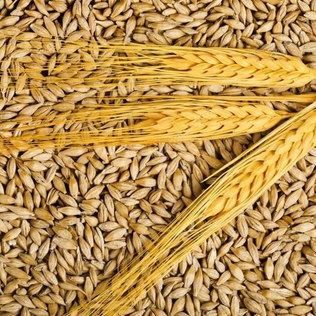 Premium Barley Grain With Rich Flavor Fresh Barley Grain Perfect For Export And Large Scale Wholesale Buyers - Image 3