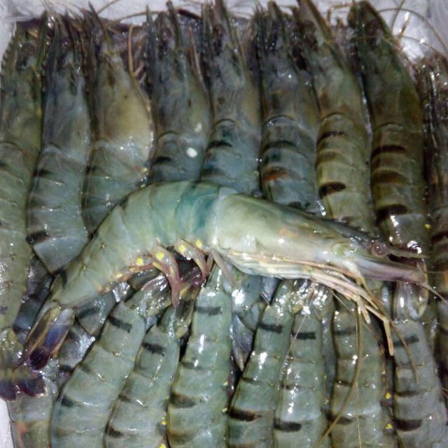 2022 Fresh Seafood Black Giant Tiger Prawn Shrimp For Sale frozen shrimp from Bangladeshi - Image 1