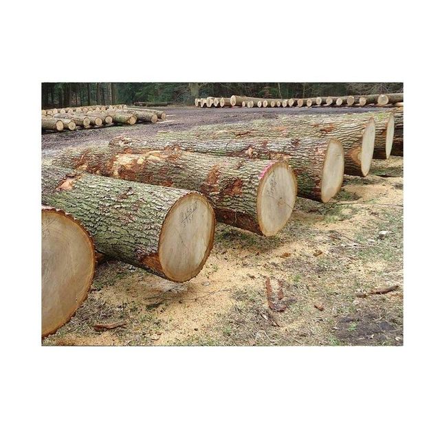 Premium European Ash Wood Logs – Fresh Cut / Kiln Dried Hardwood - Image 2