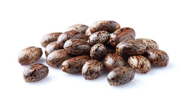 Castor Seed Grade Comertial, Hybrid Castor - Image 2