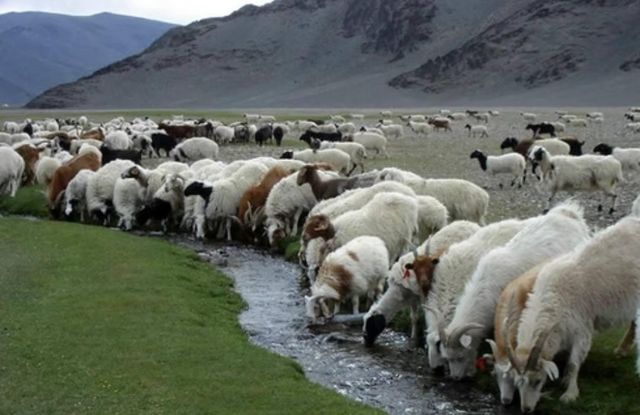Frozen Goat Meat Full Carcass - Image 2