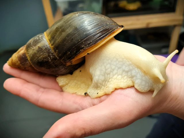 Wholesale Price Live African Snail Premium Healthy Stock For Large Orders Best Price - Image 4