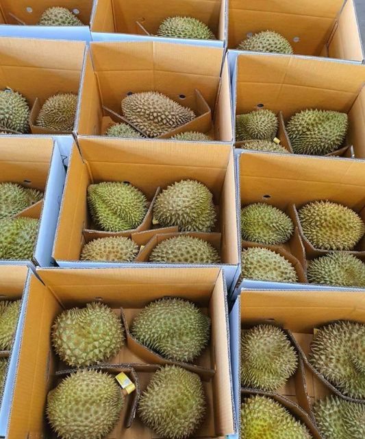Premium Fresh Organic Whole Durian Mon Thong King of Fruits Original Taste From Thailand Rich & Creamy 3-4 PCS/BOX (Whole) - Image 6