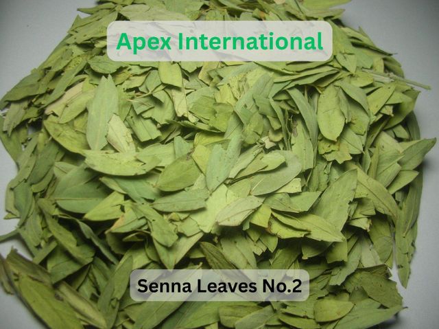 senna leaves number 2 ,Cassia Angustifolia Leaves,Dry Senna , Senna Leaf,Cassia Angustifolia Leaf,senna leaves bulk supplier from india - Image 1