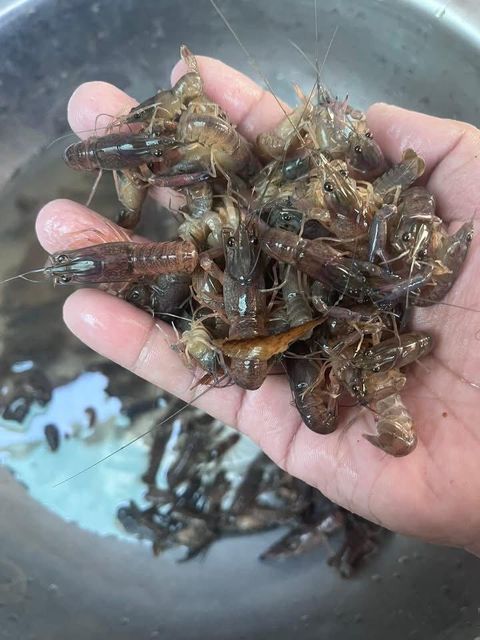 Live Crayfish All Sizes - Image 4