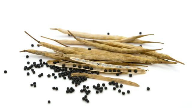 Premium Canola Seed For Modern Farming High Yield Crop Production With Clean Grains Suitable For Oil Processing - Image 4