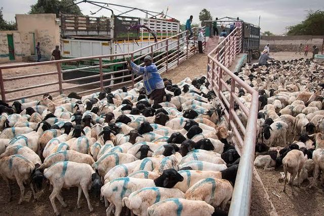 live sheep somali Grade 1 - Image 4