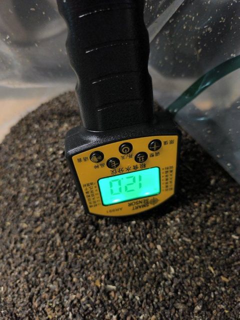 clean, shelled cardamom seeds - Image 3