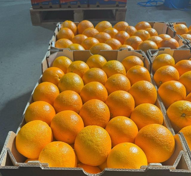 Fresh Valencia Oranges for sale - Image 4