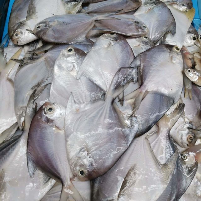 Frozen Silver Pomfret Fish High Yield Whole Fish Selection For Seafood Import Programs And Food Industry Buyers - Image 4
