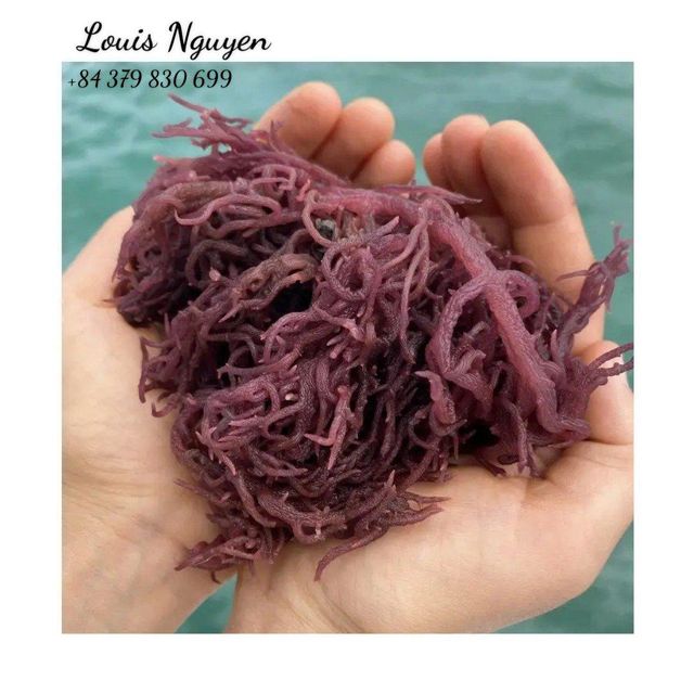 Top Exporter Premium Purple Eucheuma Cottonii. Special Products With Many Uses And Delicious Mr. Louis (WhatsApp: +84 379830699) - Image 5