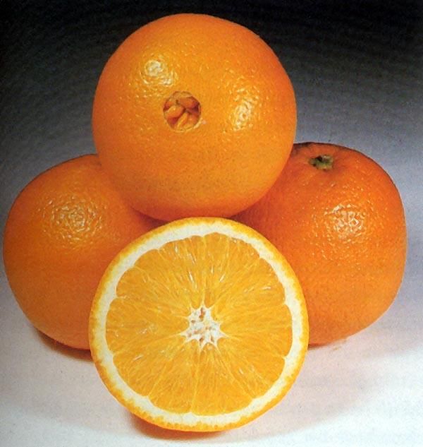 Citrus , grapefruit , orange Type fresh Packaging standard Lime Availability All Year Lime Net Weight 15kg 15 Kg Total Production 20000 Tons - Image 5