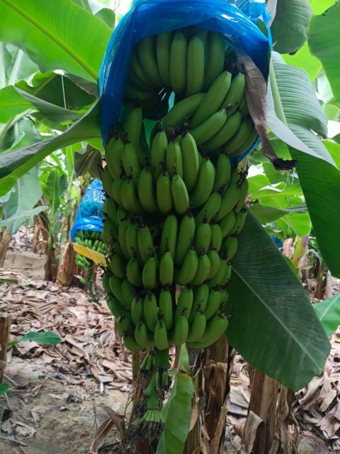 Premium A Bananas - Image 2