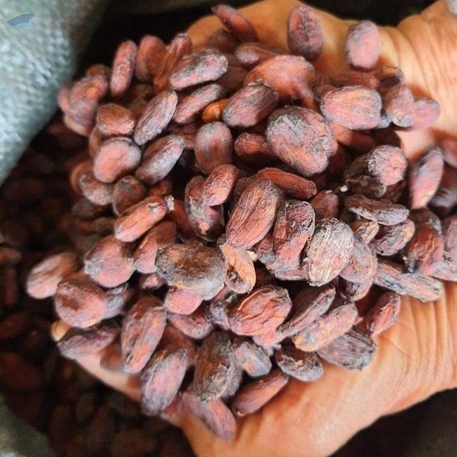 Cacao Beans - Image 1