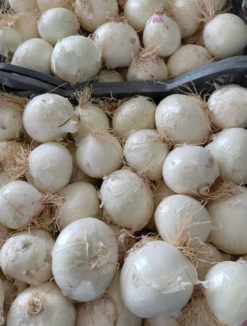 Fresh White Onions 10kg Export Bags Naturally Rich And Aromatic White Onions 80mm Flavor On Sale - Image 2