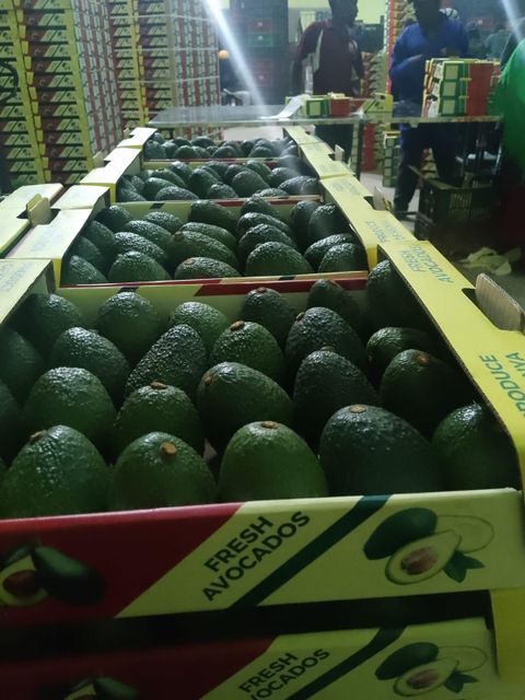 Fresh Avocado – product photo 1, product detail gallery