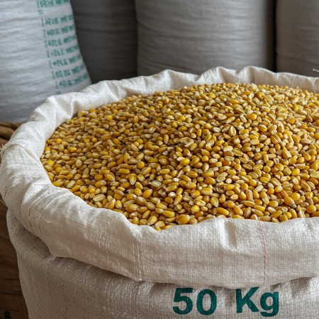 Wholesale White & Yellow Corn for Animal Feed | Feed Grade Maize | Bulk Export Supplier Thailand - Image 5