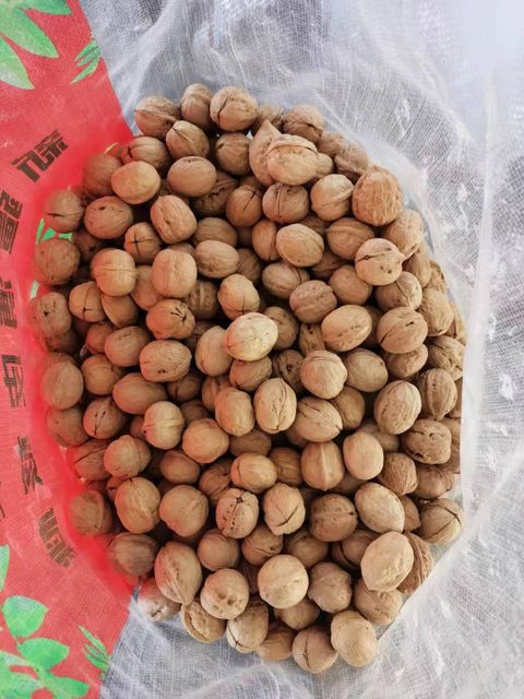 Premium Quality Fresh Walnuts in Shell for Global Wholesale Buyers - Image 4