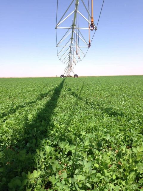 premium Alfafa Hay for Animal Feeding Stuff Alfalfa - Alfalfa Hay /Alfalfa Hay pellets - Image 2