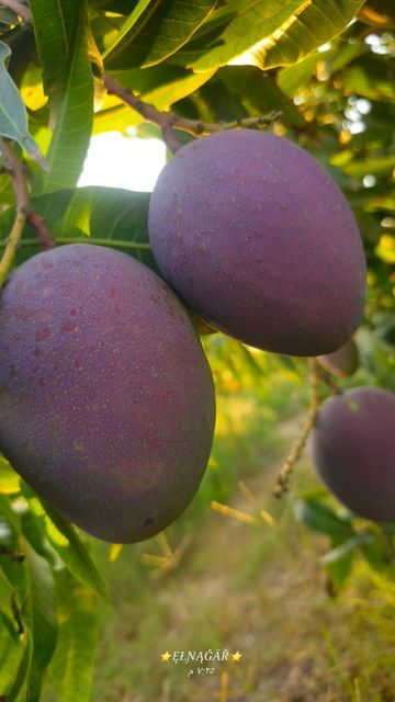 Fresh Mango - Image 4