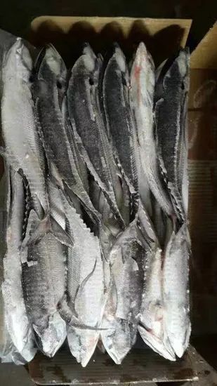Whole Round Frozen Seafood Hardtail Scad Fish MOQ 28 Mt Origin China Model NO. H-B Original China Shelf Life 1 Year HS Code - Image 4