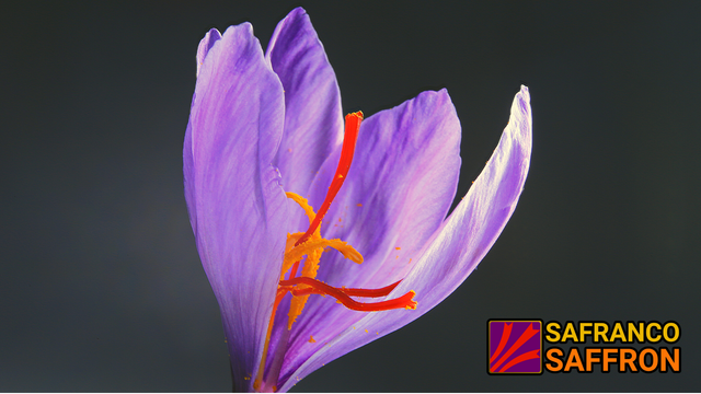 Iranian Saffron Aroma Intense Taste Strength High Aroma Strength High Place of Origin Iran Color Vibrant Crimson Coloring Strength High - Image 3