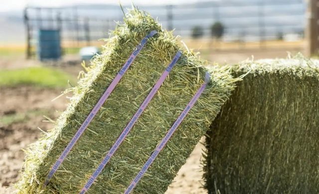 Direct Factory Price High Quality Alfalfa Hay for Horses Cattle Pigs Fish Dogs Chicken-Bulk Wholesale - Image 4