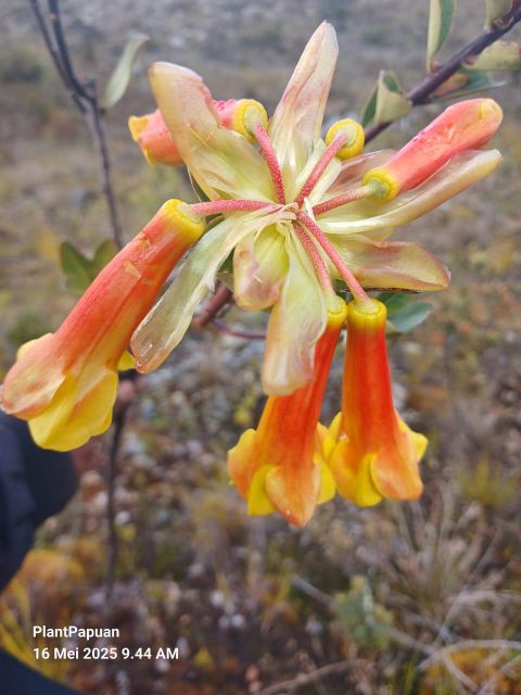 Rhododendron Brassii Sleumer - Image 6